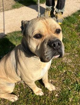 PRICK - ein Bulldoggenrüde in Not...... - Kempen