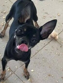 ARTUR - freundlicher kleiner Kerl...... - Kempen