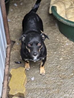 🐾 Iris sucht ihr Für-immer-Zuhause (I) - Ludwigshafen (Rhein)