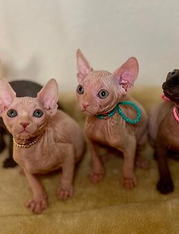 Sphynx-Kitten suchen ein liebevolles Zuhause - Dortmund