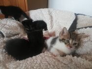 Kitten alle reserviert - Ebersdorf (Coburg)