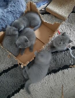 5 Baby Katzen suchen neues Zuhause ab dem 08.12.25. - Aichstetten