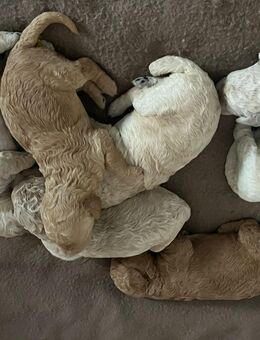 Goldendoodle Welpen Herzensbrecher - Wunstorf