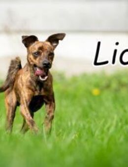 Lio sucht Erfolge mit Ihnen🎉❤️ - Essingen (Rheinland-Pfalz)