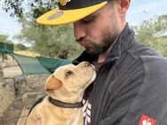 kleiner Abenteurer AKIRO 🐕💞 - Völklingen