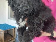 Spitz/ Puli Mix, Rüde, 2 Monate - Kappeln (Schleswig-Holstein)