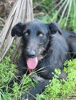 Unser wundervoller Luca sucht sein Heim - Hamburg