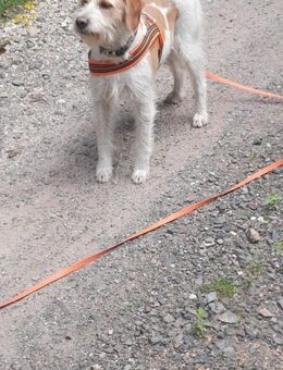 Lunetta - Lucy sucht ein neues Zuhause - Rieden (Rheinland-Pfalz)