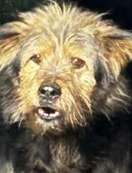 Jasper - möchte nicht angefasst werden - Dreikirchen