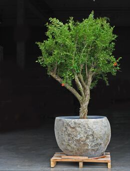 Pflanzkübel XXL Baum frostfest Pflanztopf Naturstein japanischer Garten Stein Findling Feng Shui Kiel Hamburg München Berlin Bremen Schwerin Wismar Lübeck Rügen Borkum Föhr Usedom Starnberg Bernried Herrsching - Fliesen Lager Verkauf Stein-mosaik Herne - Castrop-Rauxel