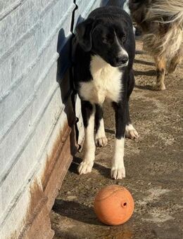 Nala, eine wunderschöne Hündin - Köln