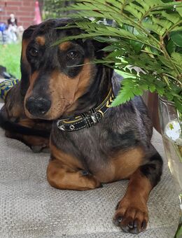 Dackel Kurzhaar Rüde 3 Jahre möchte Papa werden. - Neuss