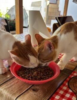 Bobby & Billy aus dem Tierschutz - Grevenbroich