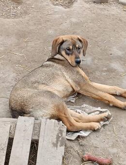 Koa sucht liebe Menschen - Neuhausen (Fildern)