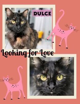 Katze Dulce - als Einzelkatze - Bochum