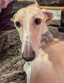 Clarina ist ein Schatz - Donaueschingen