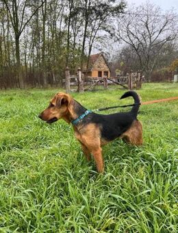 Junger, aufgeweckter und lieber Terrier - Kappeln (Schleswig-Holstein)