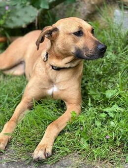 Olivia, unkomplizierte Herzenshündin - Berlin