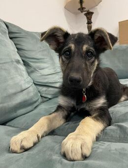 Tamina 7 Monate Mischling - Kassel