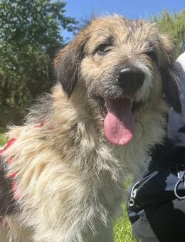 Kanoa - bereit für ein neues Kapitel - Obertshausen