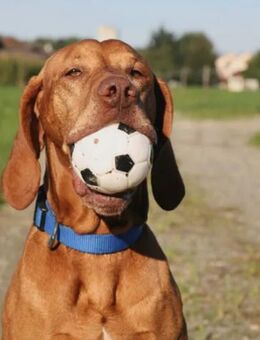 Familientraum - Glücklich leben im Eigenheim - Dortmund