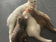 Britisch kurzhaar kitten 3 monate alt - Lüdenscheid