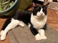 🆘Wer gibt Zorro eine Chance🆘 NOTFALL - Eislingen (Fils)