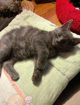 süßer BKH/Russisch Blau Mix Kater abzugeben - Thalmässing
