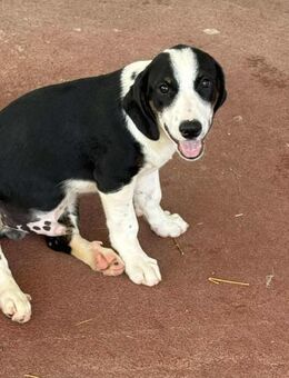 Cooper Mix Rüde 5 Monate alt in GR - Reutlingen