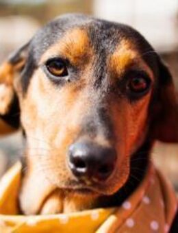 Jungrüde ♥ Faelan ♥ goldiger Schatz aus - Hamburg