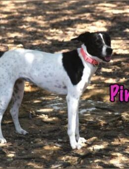 Pinki wer gibt mir eine Chance 05/24 ESP - Ruppertsecken