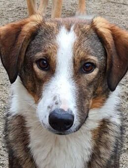 Pumba 50 cm - Alpenrod