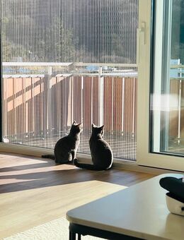 Abgabe von zwei jungen Katzen aus gesundheitlichen Gründen - Leonberg (Baden-Württemberg)