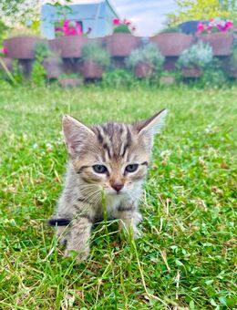 2 Kitten abzugeben - Bad Dürrenberg