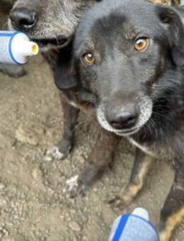 Nanook - Der Dankbare 🐾 - Elsdorf (Nordrhein-Westfalen)