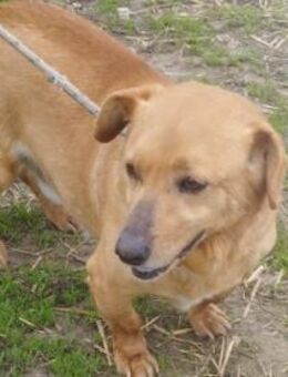 Milo sucht Körbchen für immer - Olsberg