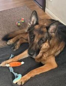 Ricky - Schäferhundfans gesucht - München