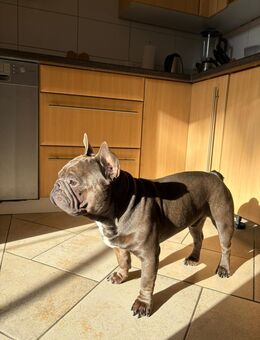 Französische Bulldogge - Rüde, 2 Jahre - Familienhund sucht neues Zuhause - Löhne