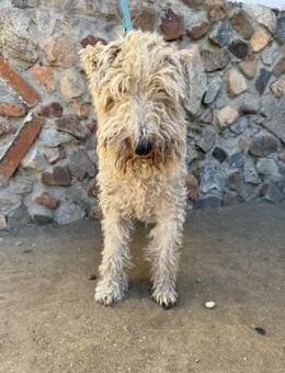 Cooler Foxterrier sucht neues Zuhause# - Essen