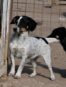 Nimo-freundlich und neugierig - Haan
