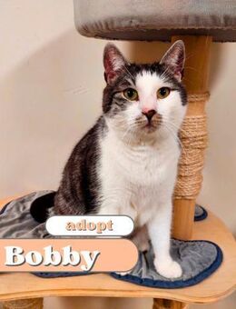 Bobby - Berlin