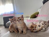 Bkh Kitten (Golden Shaded, Tabby) - Menden (Sauerland)
