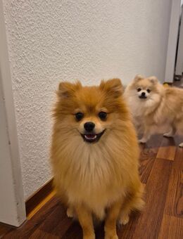 Zwergspitz - Zweibrücken