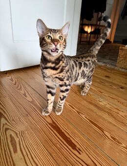 Bengal Kater sucht eine neue zu Hause. - Hamburg