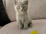 BKH Kitten Katzen - Waldbröl