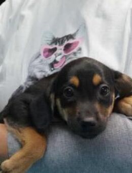 Bianca ❤️ Schutzgebühr 500 Euro - Burgsinn