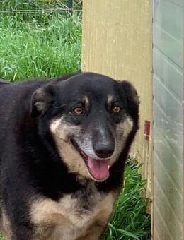 Rania sucht ein Zuhause - Untergriesbach