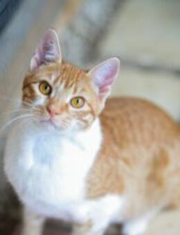 FiV+ Katze Fifi aus dem Tierschutz - Grevenbroich