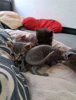 Don Sphynx kitten - Clausthal-Zellerfeld Zentrum