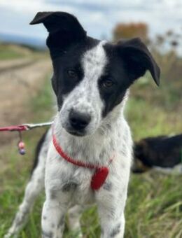 ☯️ Fröhliches Hundemädchen Yin 🐶🌟 - Eislingen (Fils)